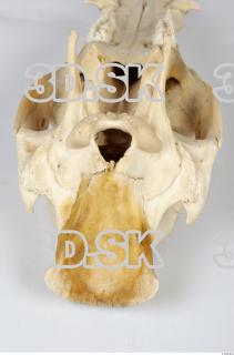 Skull Boar - Sus scrofa 0121